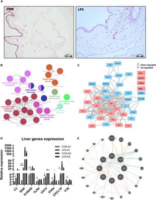 Prenatal Endotoxin Exposure Induces Fetal and Neonatal Renal Inflammation via Innate and Th1 Immune Activation in Preterm Pigs